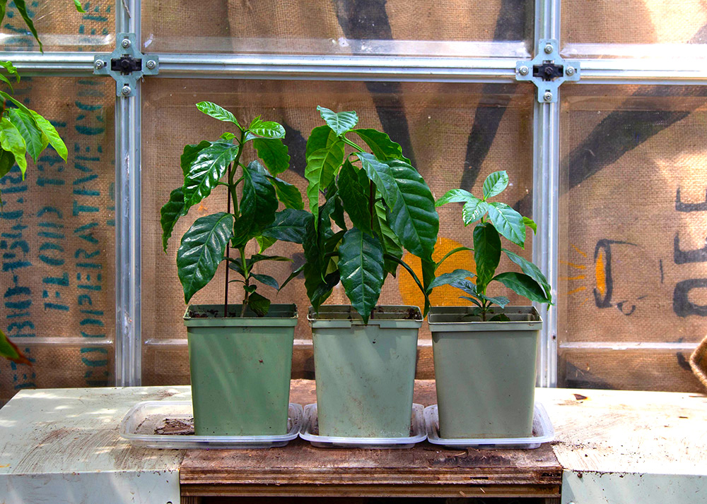 Coffee plants starting to perk back up a few days after repotting.