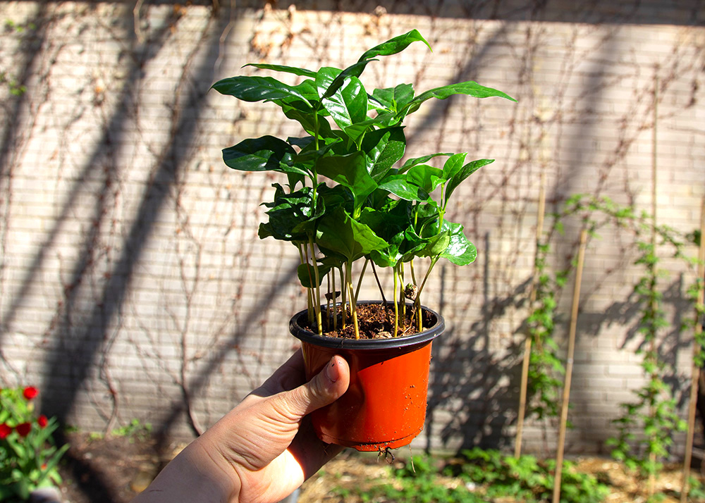 A small, plastic container filled with about 10 coffee seedlings.