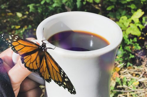 Magical photo of a monarch butterfly landing on a mug of black coffee outside in a garden.