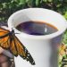 Magical photo of a monarch butterfly landing on a mug of black coffee outside in a garden.