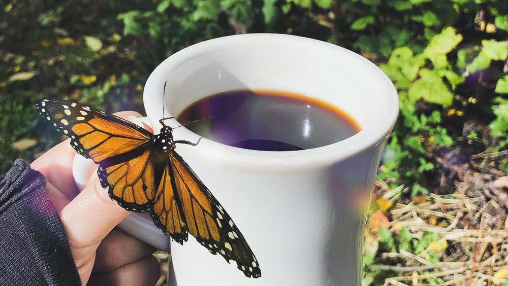Magical photo of a monarch butterfly landing on a mug of black coffee outside in a garden.
