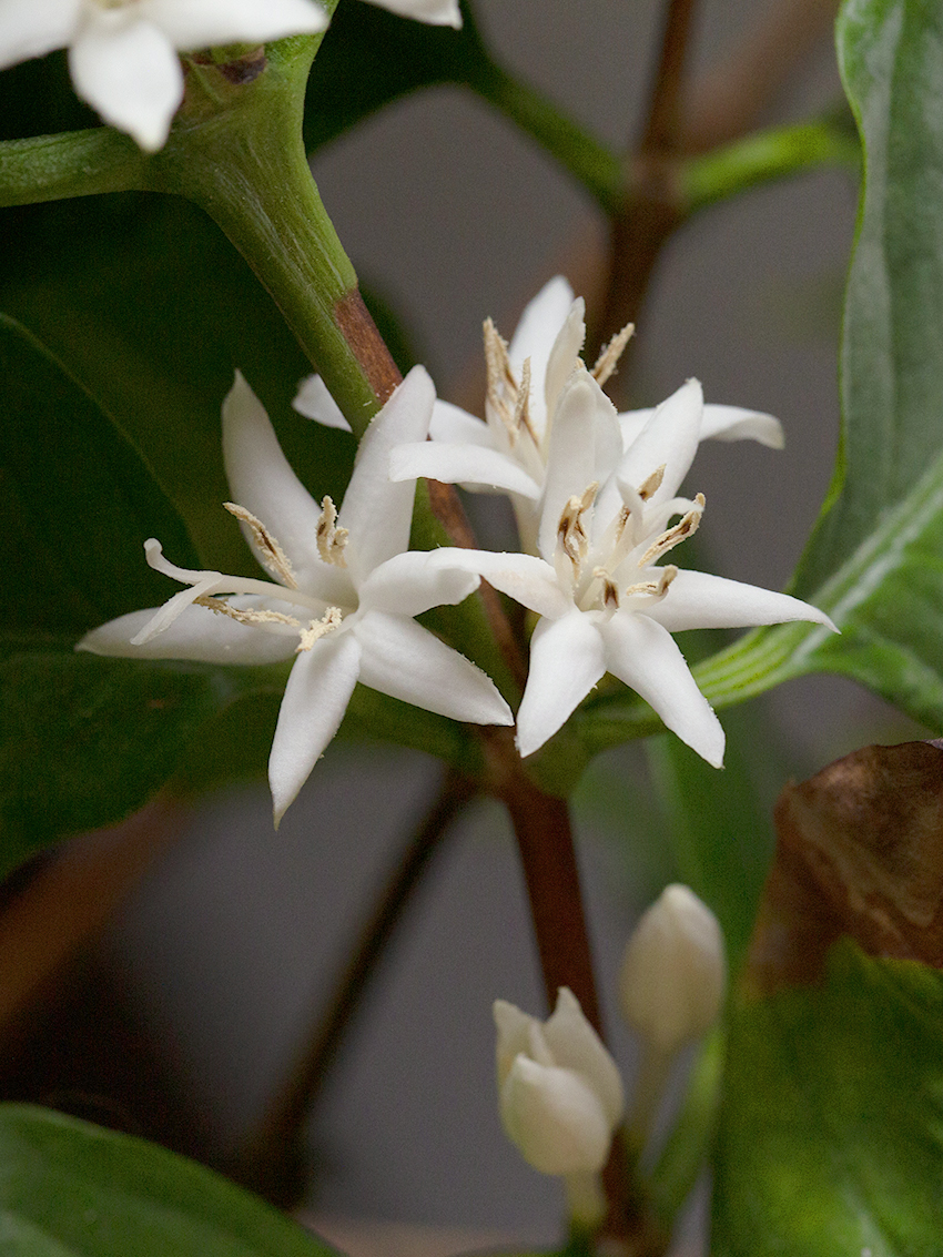 Coffee flowers in bloom. This is one of my own personal plants grown indoors in Canada.