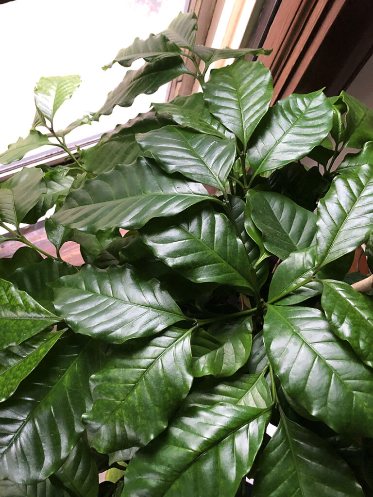Bird's eye view of one of my arabica coffee plants soaking up the natural light from a window. The leaves are glossy, green, and plentiful.