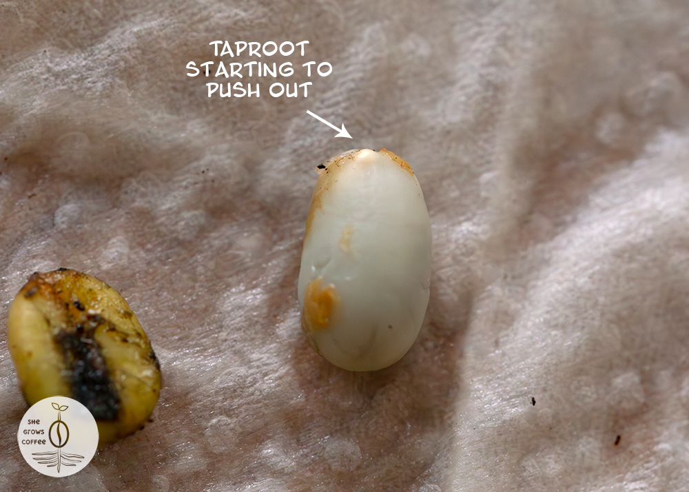 Close up , detailed view of the tap root of a coffee seed emerging form the seed that sits on top of a damp paper towel