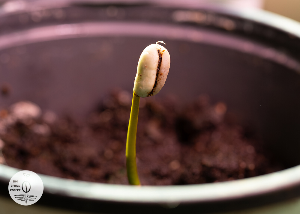 A close up view of a coffee sprout emerging from the soil with the seed still intact at the top
