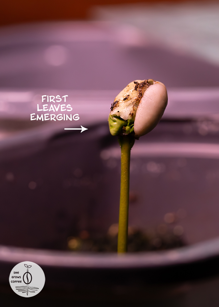 A close up view of the first leaf emerging from the coffee seed on top of the sprout
