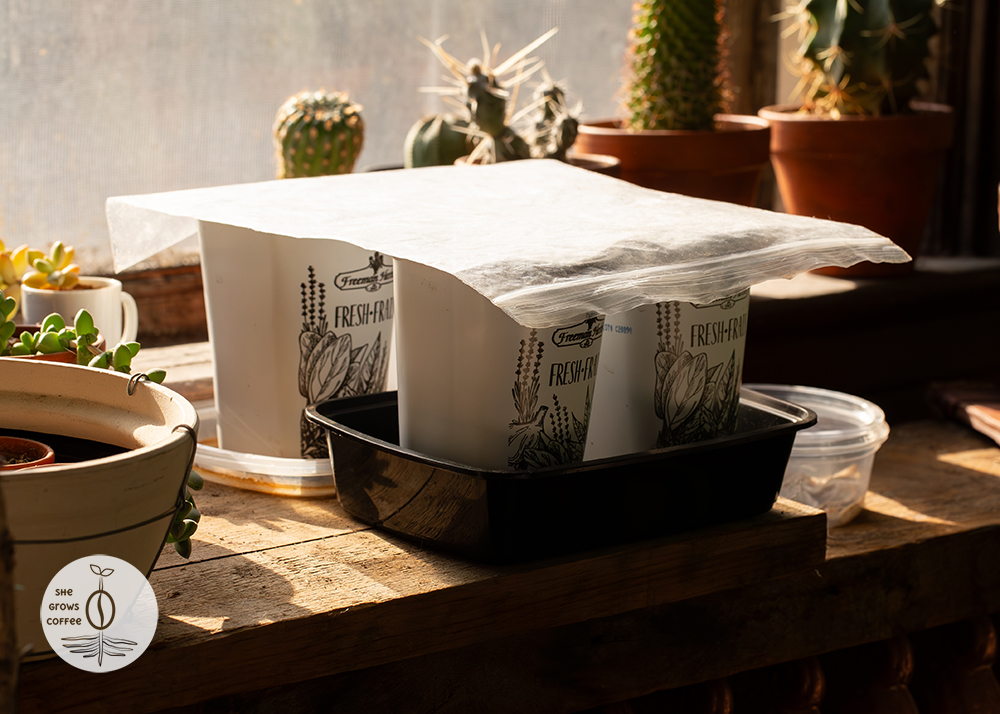 Coffee seedling containers covered by plastic Ziploc bags