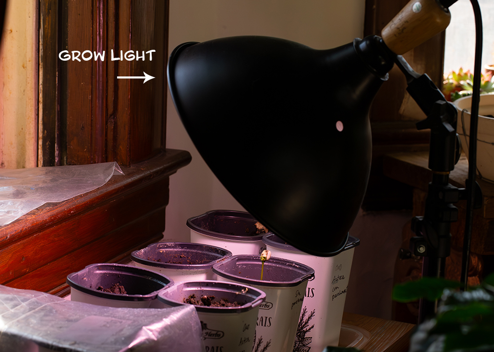 An indoor UV grow light positioned over coffee sprouts