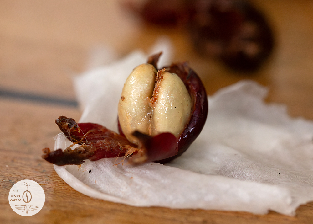 Close up detailed view of two wet coffee seeds inside the cherry that has been broken up to reveal them