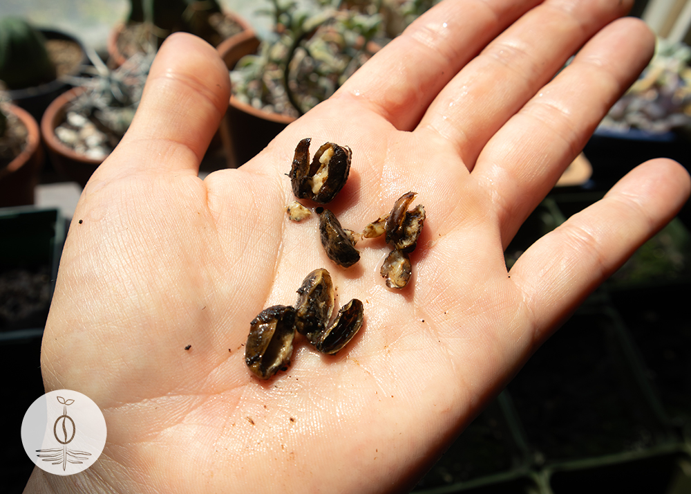 Coffee seed starting attempt that did not work and this is a close up view of the mushy seeds that resulted