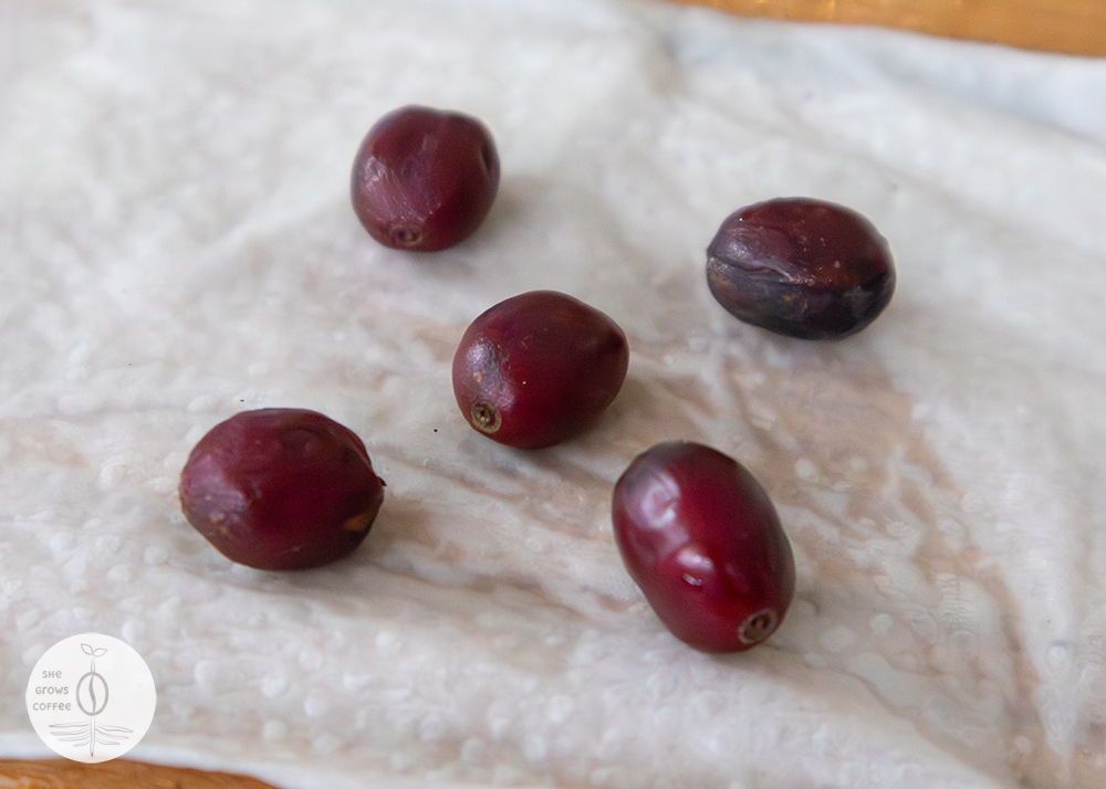 A detailed close-up view of ripe, red coffee cherries sitting on a damp paper towel