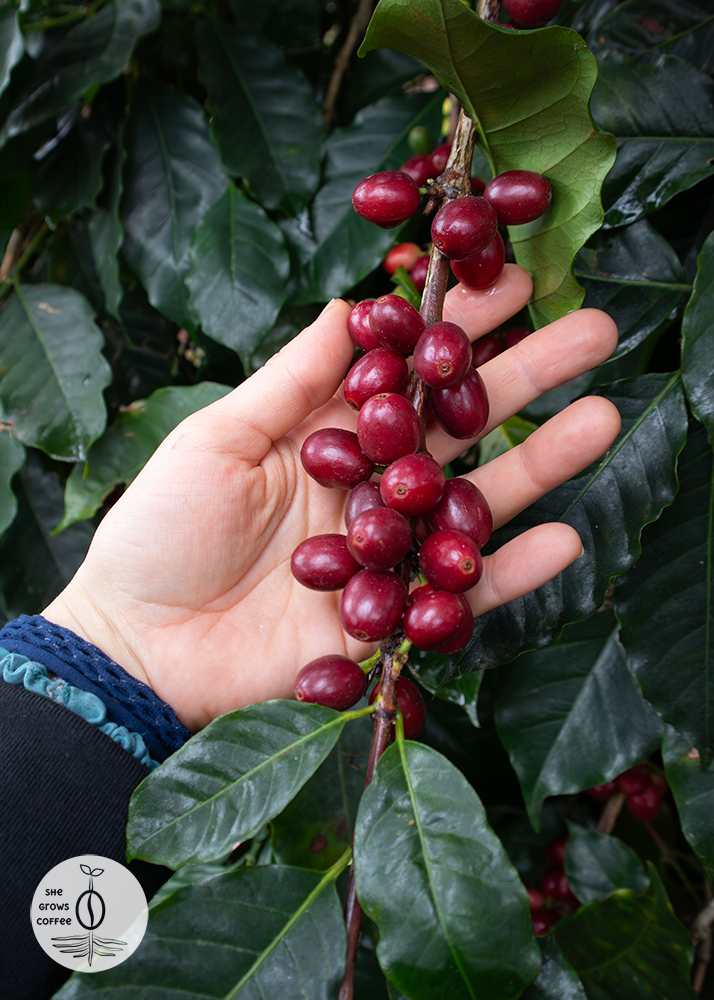 Rip, red coffee cherries on the branch of a mature coffee tree