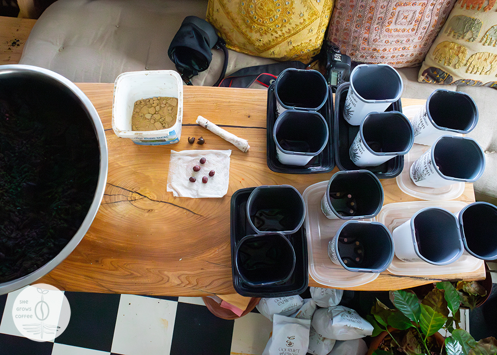 A bird's eye view of the coffee seedling containers set up on a table, with soil and the coffee cherries ready for planting