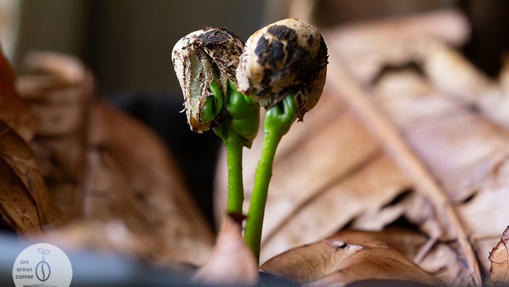 A detailed close-up view of coffee leaves emerging from a sprouting coffee seed.