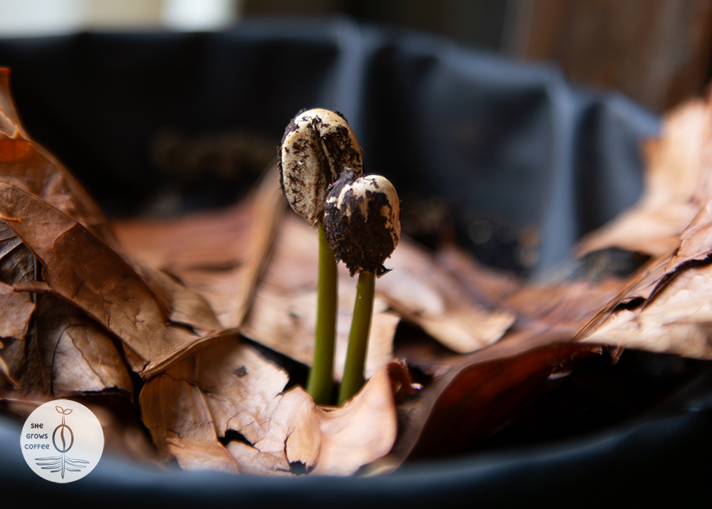 Close up view of two coffee seeds sprouting side-by-side from some leaves in the soil of a container