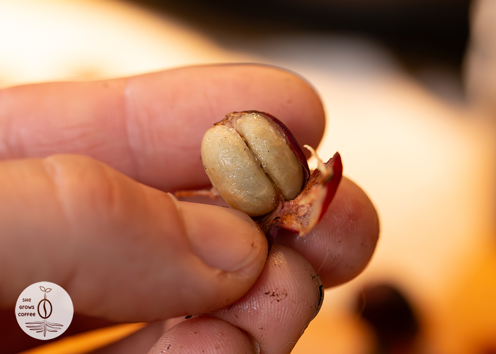 A close-up view of two wet coffee seeds inside a broken-open coffee cherry